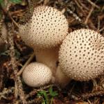 Funghi, funghi e ancora funghi